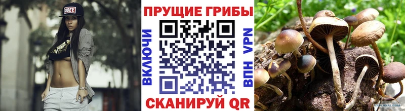 Псилоцибиновые грибы прущие грибы  цены   Пущино 